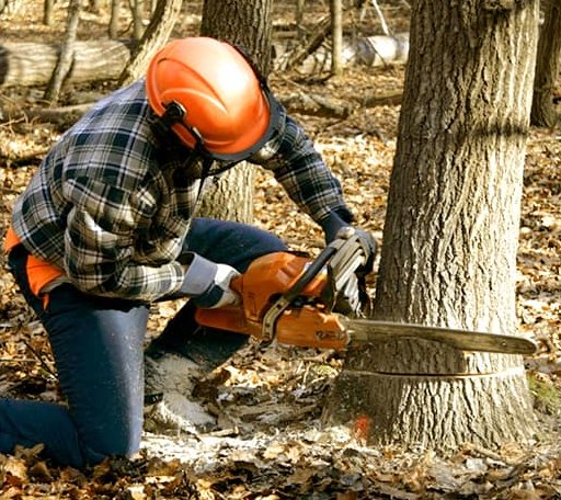 Tree Removal in Clinton, MS